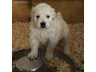 Golden Retriever Puppy for sale in Grove City, PA, USA