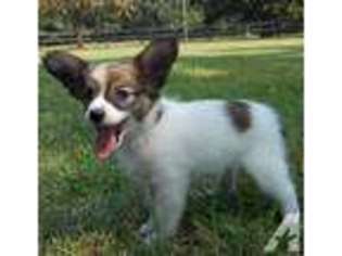 Papillon Puppy for sale in GRIFFITHVILLE, AR, USA
