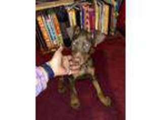 Doberman Pinscher Puppy for sale in Bryan, OH, USA