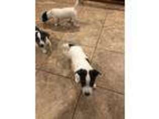 Jack Russell Terrier Puppy for sale in Chelmsford, MA, USA