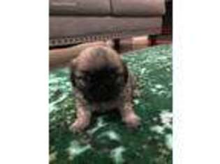 Pekingese Puppy for sale in Shiner, TX, USA