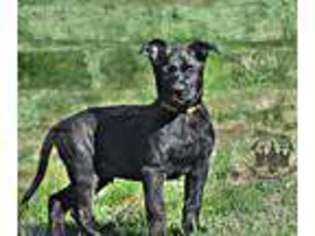Dutch Shepherd Dog Puppy for sale in Brevard, NC, USA