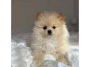 Pomeranian Puppy for sale in Huntington, NY, USA