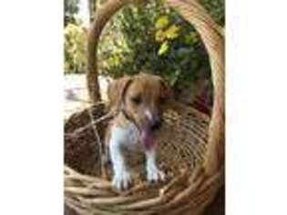 Jack Russell Terrier Puppy for sale in Weatherford, TX, USA