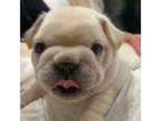 French Bulldog Puppy for sale in Walnut, CA, USA