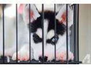 Siberian Husky Puppy for sale in BUENA PARK, CA, USA