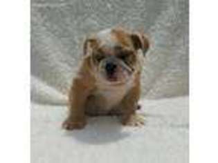 Miniature Bulldog Puppy for sale in New Haven, CT, USA