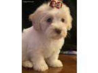 Puppyfinder Com Havanese Puppies Puppies For Sale Near Me In Orlando Florida Usa Page 1 Displays 10