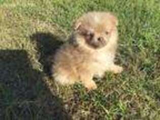 Pomeranian Puppy for sale in Myrtle Beach, SC, USA