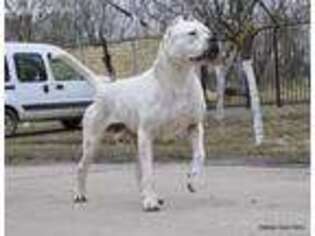 Dogo Argentino Puppy for sale in York, SC, USA