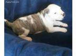 American Bulldog Puppy for sale in Nevada, MO, USA