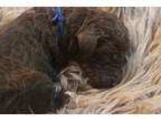 Mutt Puppy for sale in Elba, AL, USA