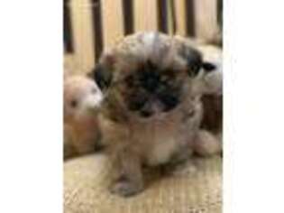Mutt Puppy for sale in Chester, VA, USA
