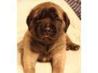 Mastiff Puppy for sale in Whitehall, MI, USA
