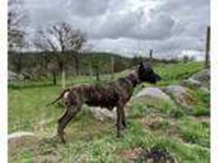 Great Dane Puppy for sale in Glennville, CA, USA
