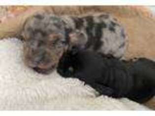 Dachshund Puppy for sale in Aurora, CO, USA