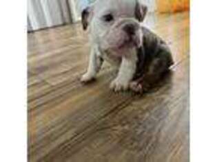 Bulldog Puppy for sale in Lakeland, FL, USA