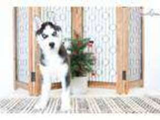 Siberian Husky Puppy for sale in Fort Myers, FL, USA