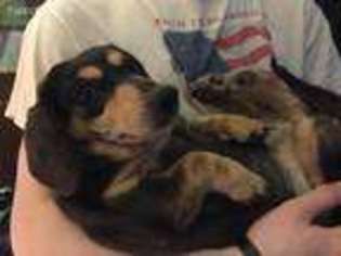 Dachshund Puppy for sale in Middletown, NY, USA