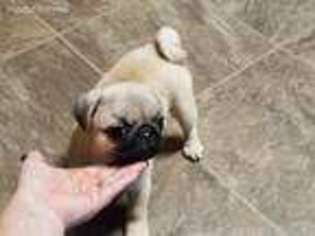 Pug Puppy for sale in Lula, GA, USA