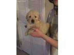 Golden Retriever Puppy for sale in Bangor, PA, USA