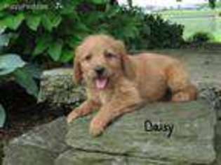 Labradoodle Puppy for sale in Myerstown, PA, USA