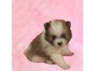 Pomeranian Puppy for sale in Lubbock, TX, USA