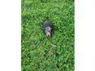 Dachshund Puppy for sale in Rushville, IN, USA