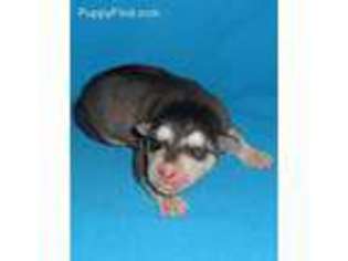 Alaskan Malamute Puppy for sale in Foxworth, MS, USA