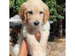 Goldendoodle Puppy for sale in Big Bear Lake, CA, USA