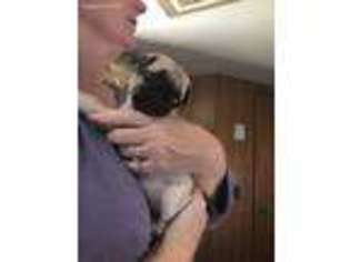 Pug Puppy for sale in Delmar, DE, USA