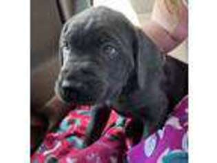 Cane Corso Puppy for sale in Bushnell, FL, USA