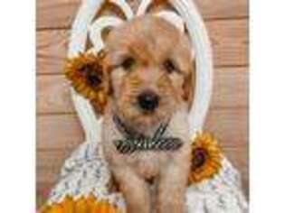 Goldendoodle Puppy for sale in Folsom, LA, USA