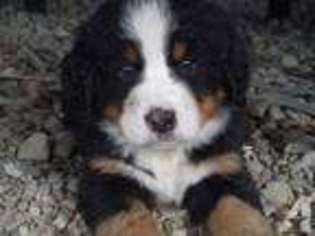 Bernese Mountain Dog Puppy for sale in CORNING, NY, USA