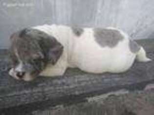 Olde English Bulldogge Puppy for sale in Brooklyn, NY, USA