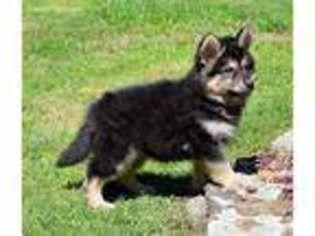 Native American Indian Dog Puppy for sale in Clinton, AR, USA
