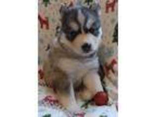 Siberian Husky Puppy for sale in Concord, NC, USA