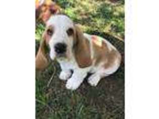 Basset Hound Puppy for sale in Lowry City, MO, USA
