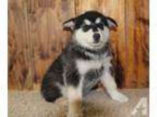 Alaskan Malamute Puppy for sale in OLATHE, CO, USA