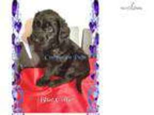 Labradoodle Puppy for sale in Chattanooga, TN, USA