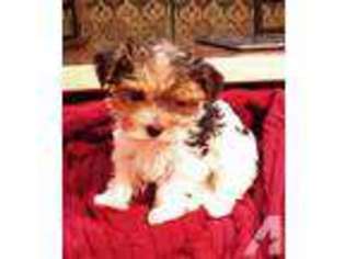 Yorkshire Terrier Puppy for sale in PILLAGER, MN, USA