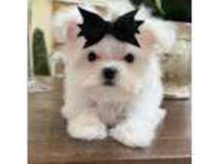Maltese Puppy for sale in Beaumont, CA, USA