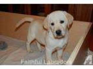 Labrador Retriever Puppy for sale in ANDOVER, MN, USA