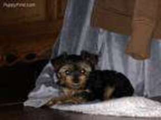 Shorkie Tzu Puppy for sale in Brainerd, MN, USA