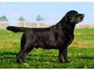 Labrador Retriever Puppy for sale in Whitewright, TX, USA