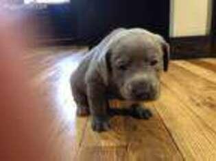 Labrador Retriever Puppy for sale in Strawberry Point, IA, USA