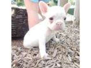 French Bulldog Puppy for sale in Eugene, OR, USA