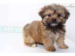 Shorkie Tzu Puppy for sale in Fort Myers, FL, USA