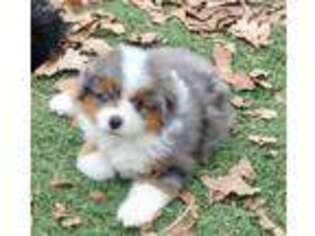 Miniature Australian Shepherd Puppy for sale in Ola, AR, USA
