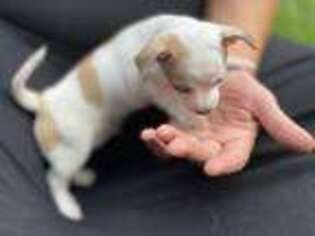 Chihuahua Puppy for sale in Lebanon, NJ, USA